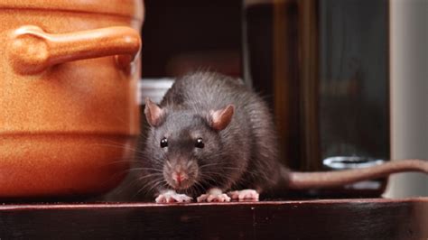 makanan rusak karena tikus